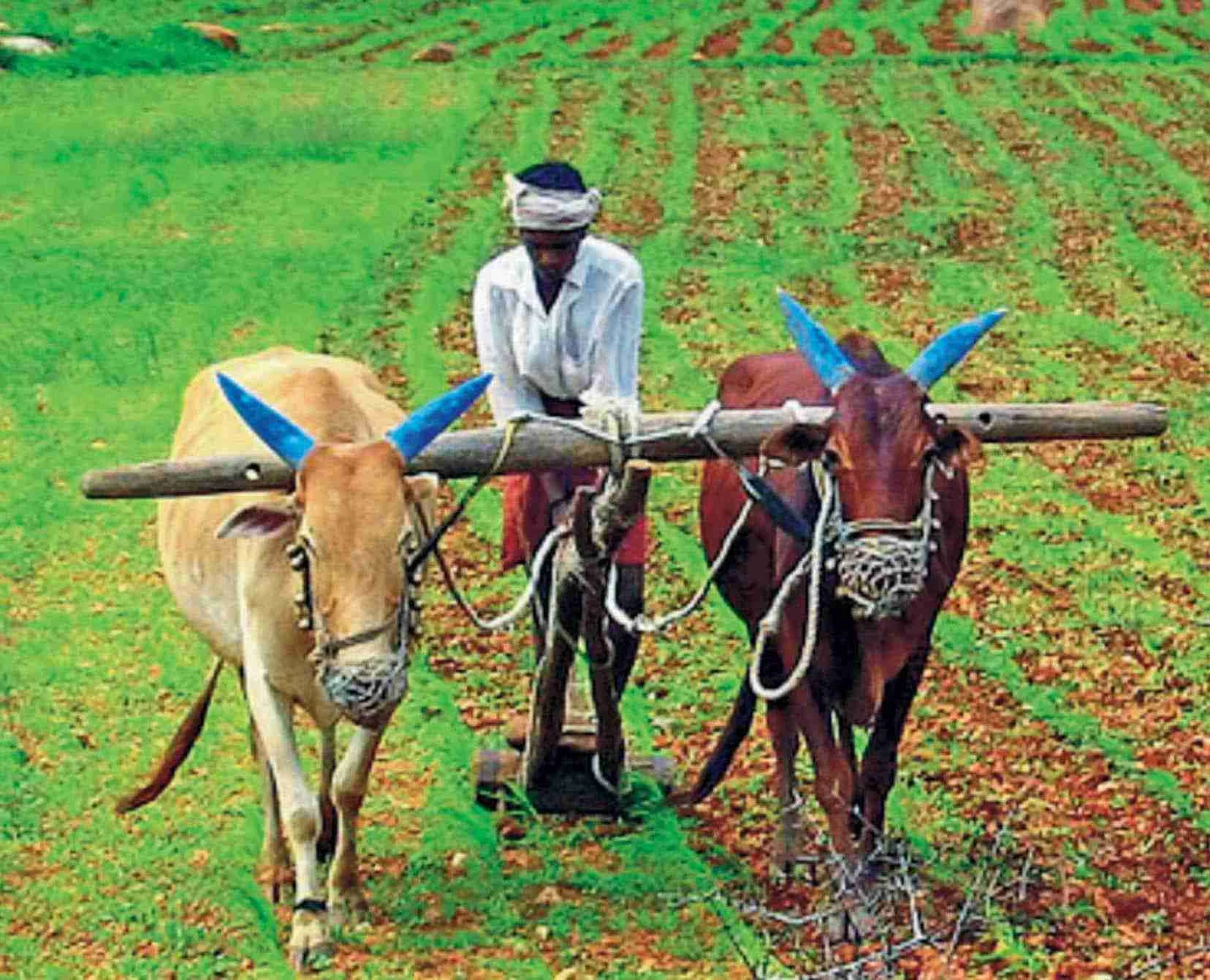 किसान और सैन्य कार्रवाई